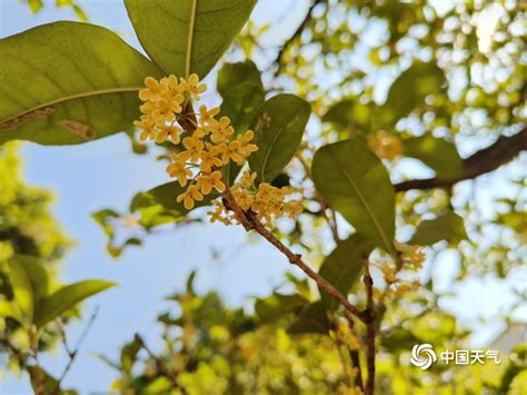 桂林桂花|桂林符号 